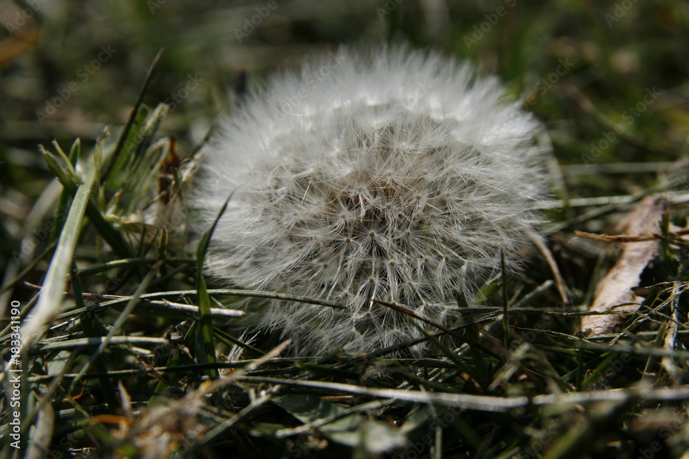 Pusteblume im Gras Pusteblume im Gras