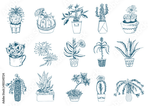 Succulents set, cactus, peyote, echeveria, haworthia, aloe vera. Green decorative plants in the teacup and pots. Floral botanical leaves engraved. hand drawn. vector collection bushes and branches.