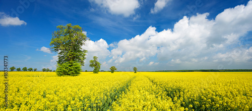 Kulturlandschaft im Frühling, blühendes Rapsfeld, große solitäre Linde, blauer Himmel © AVTG