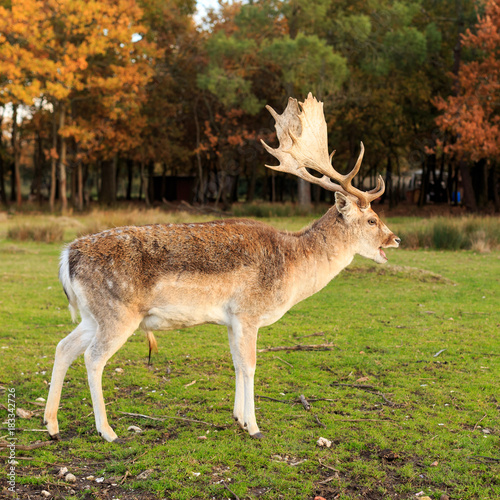 daim dans les bois au d  but de l hiver