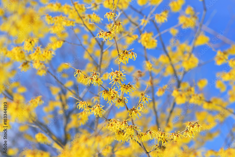 Witch Hazel Yellow Flowers Blooming in Winter