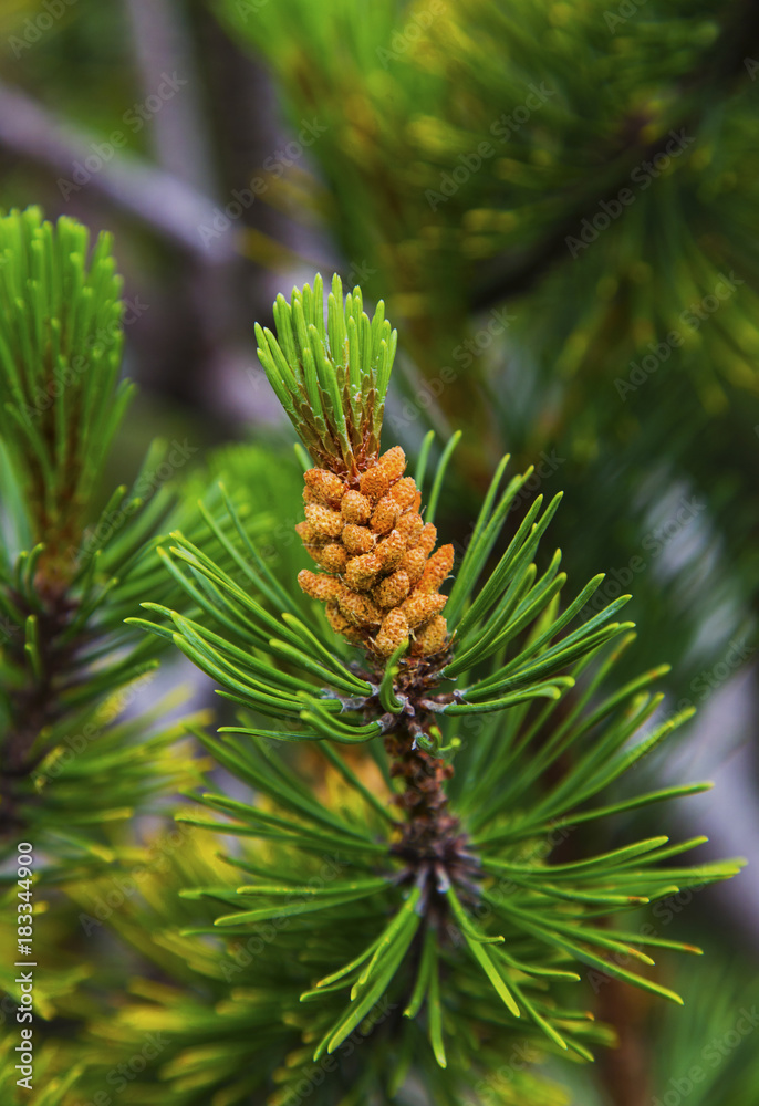 Fresh branch of fir tree with fir cones closeup Fresh branch of fir tree with fir cones closeup