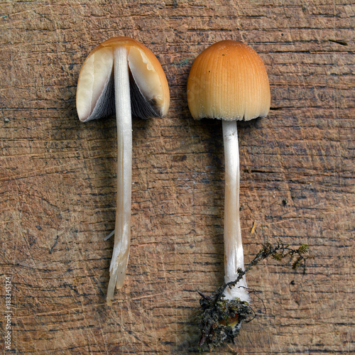 coprinus saccharinus mushroom photo