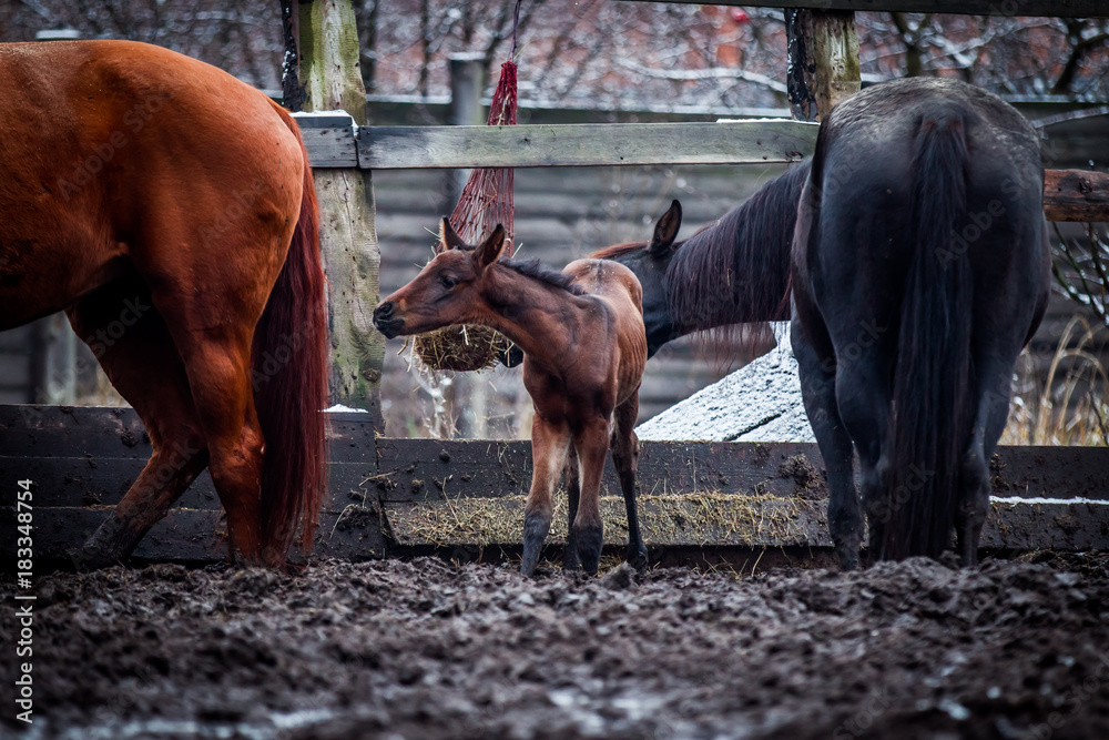 Newborn foal communicates with an adult horse