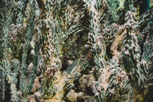 Portrait of cacti in the garden.