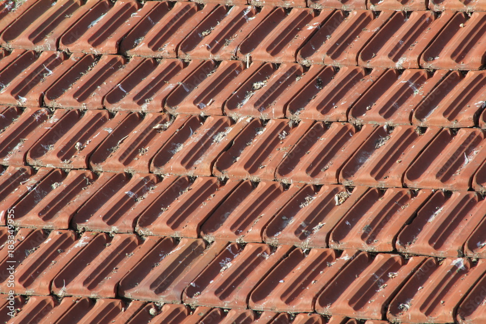 Fototapeta premium Bird droppings on roof tile