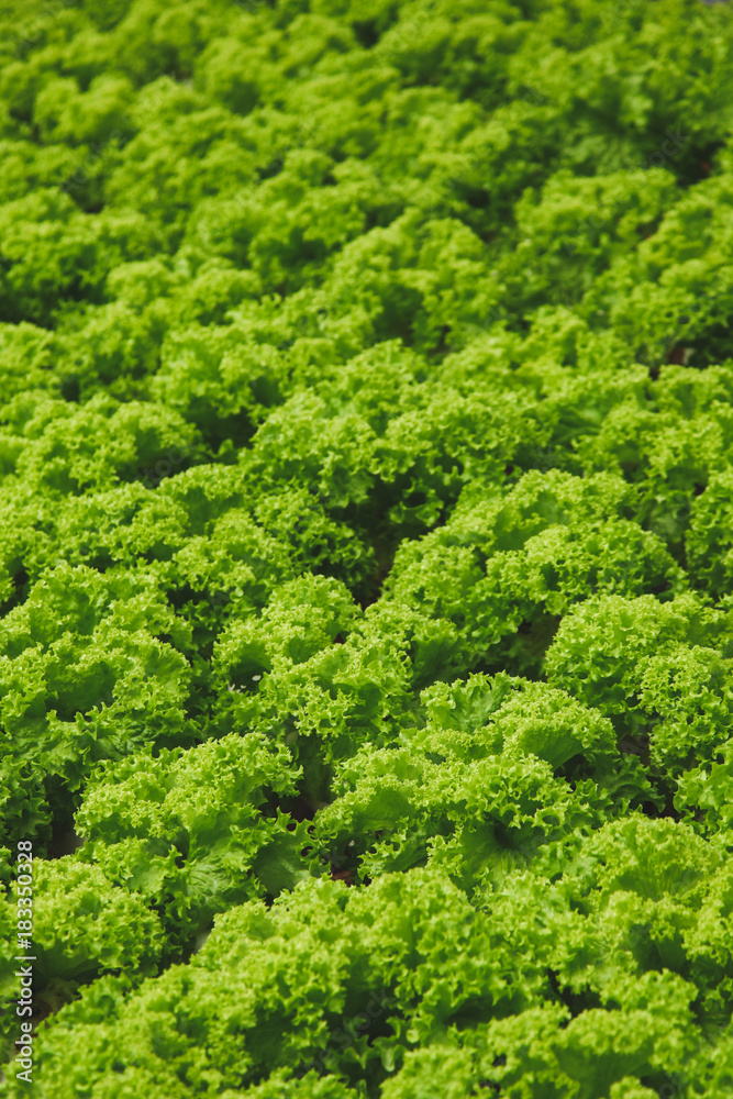 close-up shot of green lettuce growing on farm
