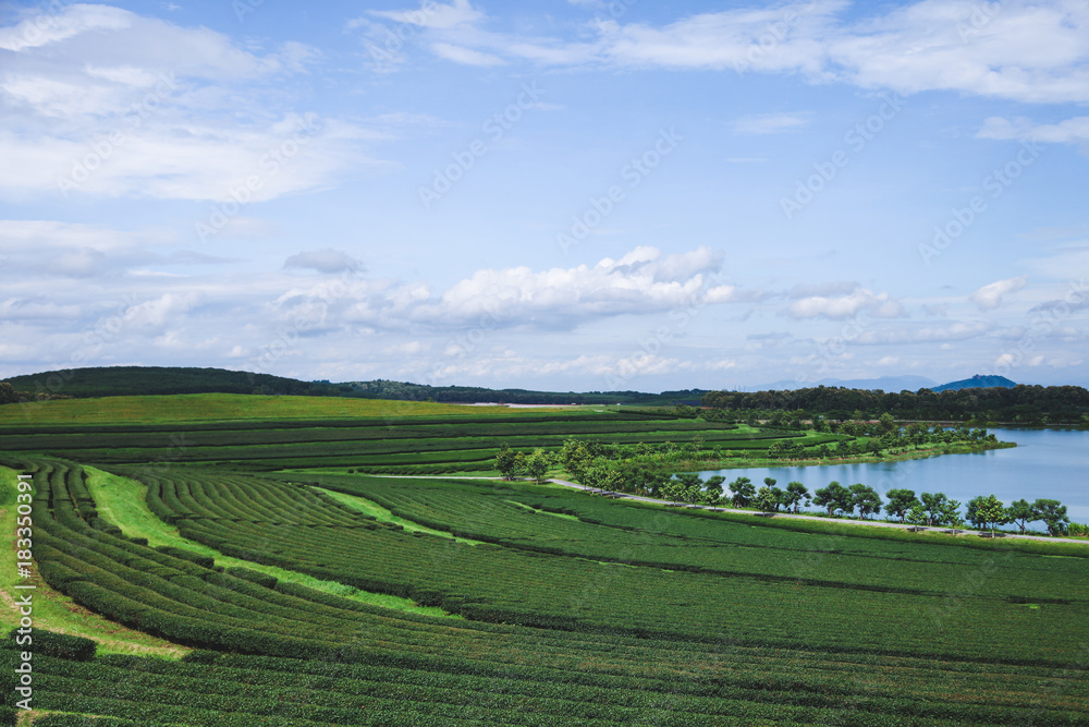 aerial view of green tea plantation and lake on sunny day aerial view of green tea plantation and lake on sunny day
