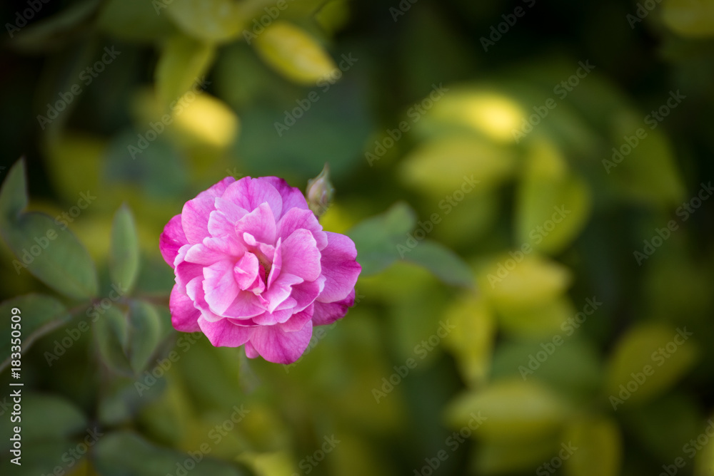 pink rose on green and yellow background