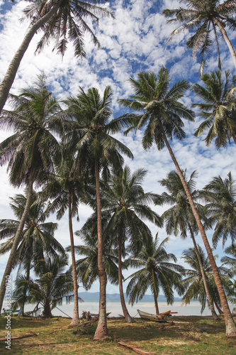 beautiful palm trees at tropical seashore on sunny day