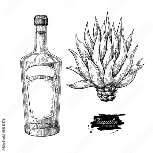 Tequila bottle with blue agave. Mexican alcohol drink vector drawing. Sketch of cocktail