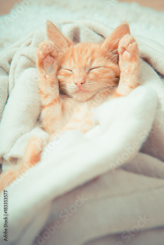 Fototapeta Naklejka Na Ścianę i Meble -  Little red kitten. Cat lies on the fluffy carpet at home. Little Kitten Sleeps. Close-up of  sleeping kitten

