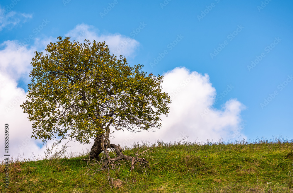 lonely tree on a grassy hillside with huge white cloud on the blue sky. beautiful early autumn nature scenery lonely tree on a grassy hillside with huge white cloud on the blue sky. beautiful early autumn nature scenery