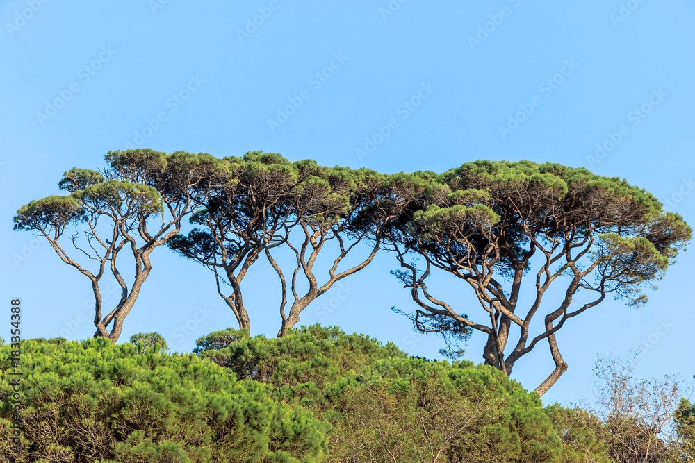 landscape of trees with big crown in blue sky