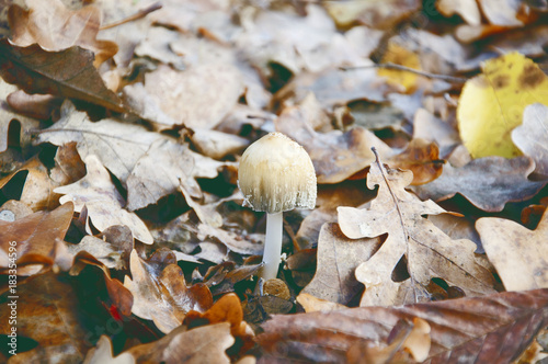mushrooms in the forest among the brown foliage