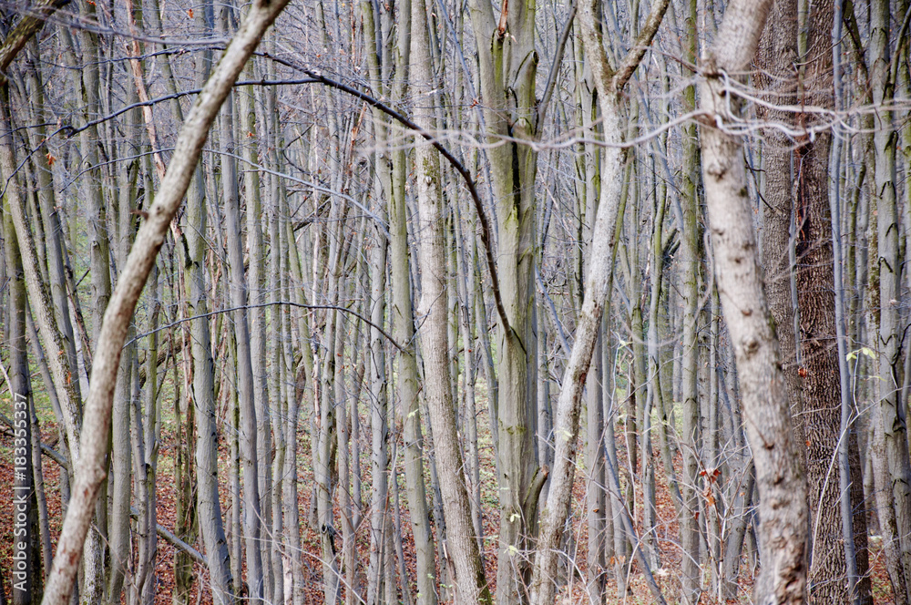 a lot of trees in the forest, nice view a lot of trees in the forest, nice view