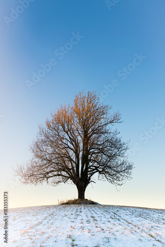 Lonely winter tree in the sunset © KariDesign