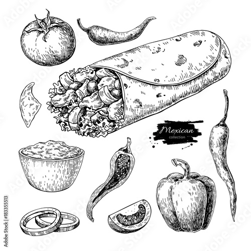 Burrito drawing. Traditional mexican food vector 
