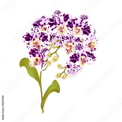 Branches orchid Phalaenopsis spotted purple and white flowers tropical plants green stem and buds and leaves  vintage vector botanical illustration for design editable hand draw
