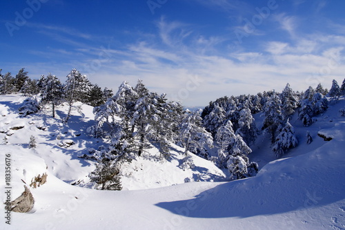 A wonderful New Year's picture - spruce, covered with a thick layer of snow