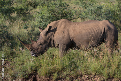 Full horn Rhino