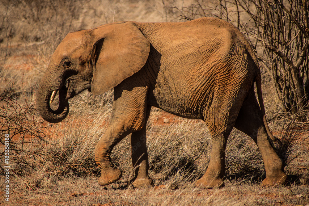 elefante che cammina nella savana