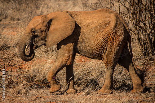 elefante che cammina nella savana