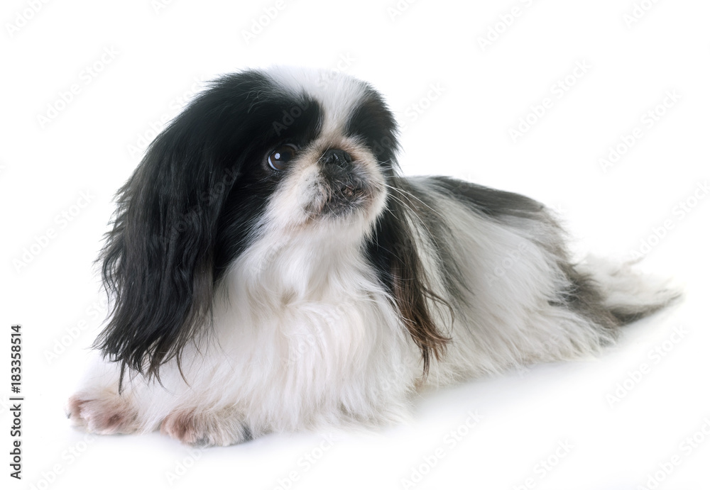 Pekingese dog in studio