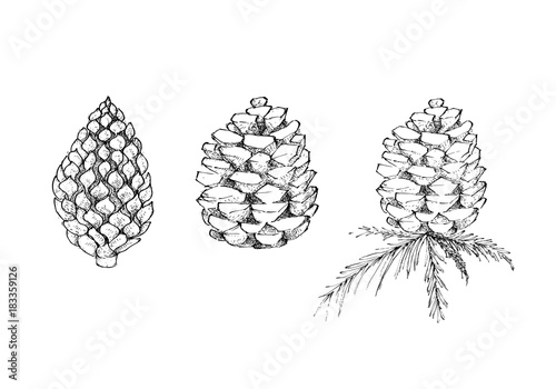 Illustration Hand Drawn Sketch of Various Style of Lovely Christmas Pine Cones Isolated, White Background, Sign for Start Christmas Celebration.
