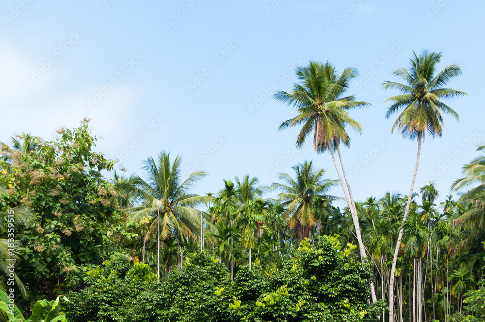 Beautiful two coconut palms trees in the Tropical forest with blue sky at Island in Thailand