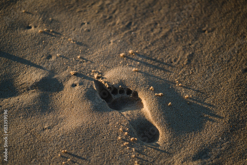 Footsteps in sand on a beach in Portugal
