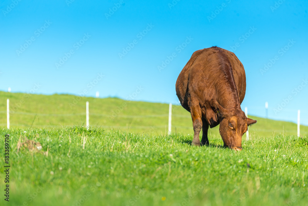 Fototapeta premium Allgäuer Kuh auf der Weide 