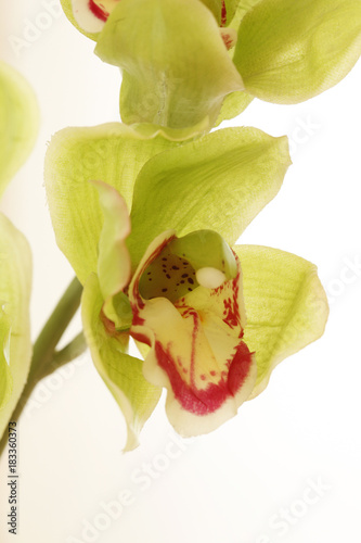 floral objects on a white background