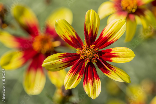 Close up on a bengal Tiger Coreopsis flower photo