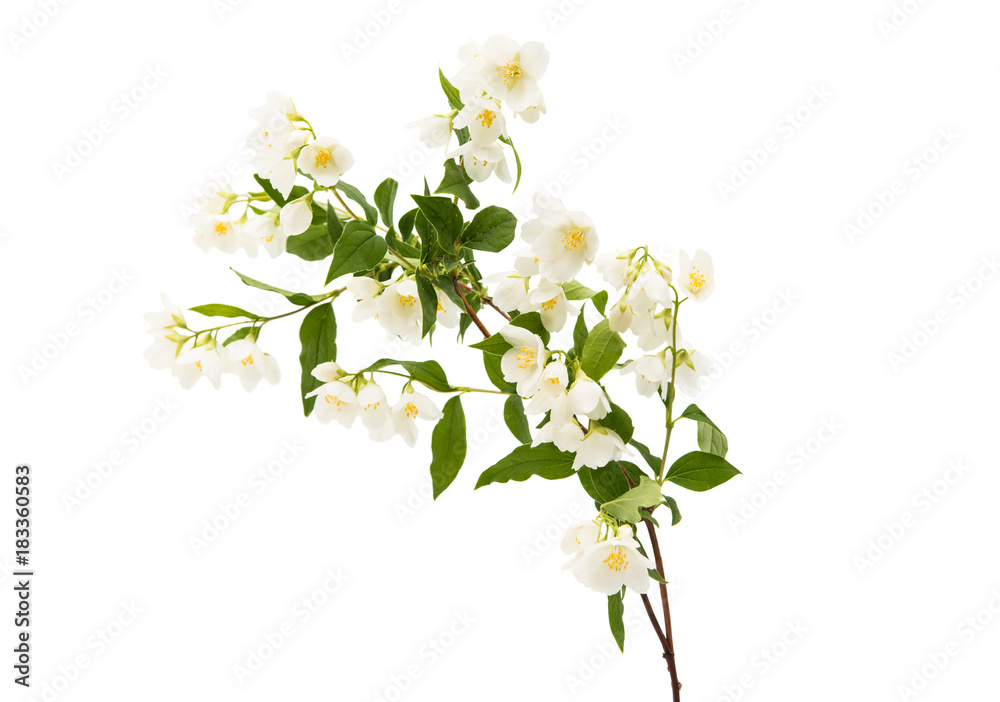Obraz premium jasmine flower