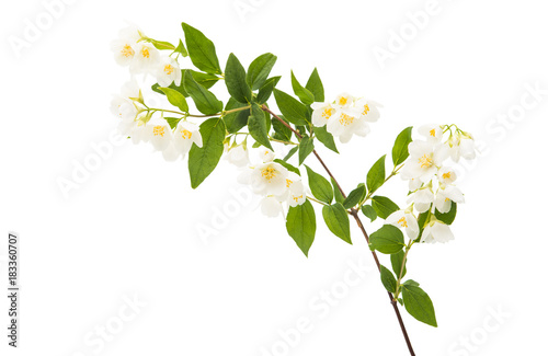 Valokuvatapetti jasmine flower