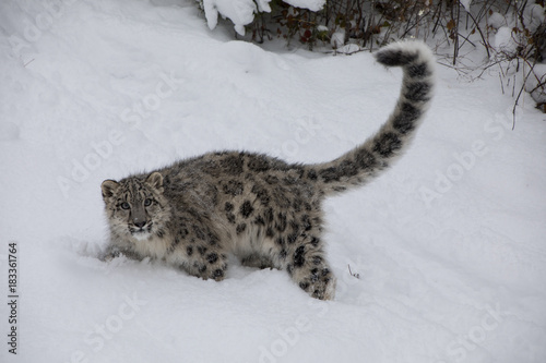 Snow Leopard Cub