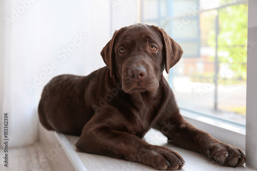 Chocolate labrador retriever on window sill