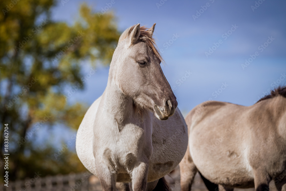 Fototapeta premium Polish comic posing for portrait