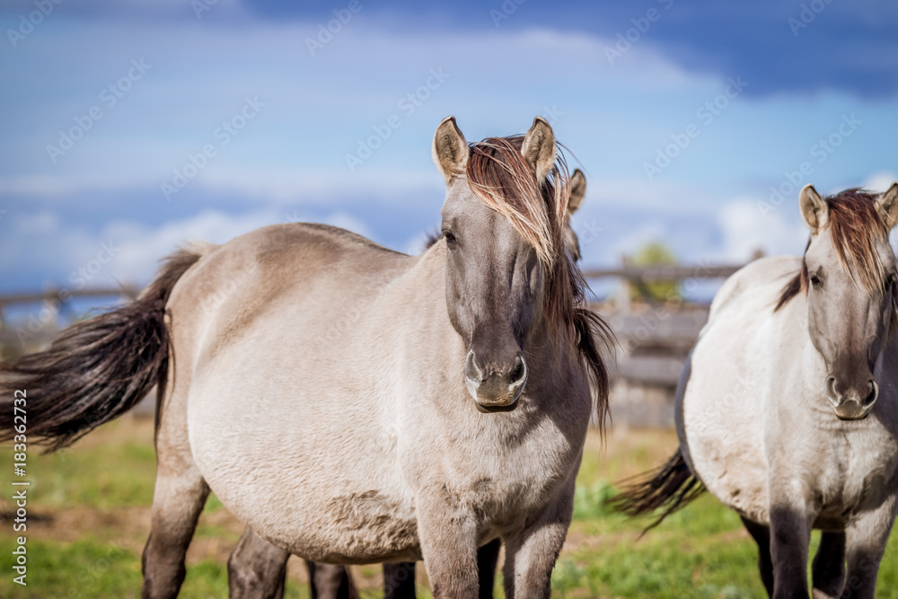 Fototapeta premium Stallion of Polish comic posing for portrait