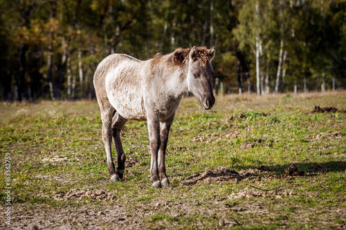 Foal of the Polish conic walks in freedom in autumn