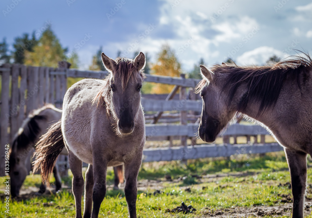 Horses from the herd of Polish conies are walking freely