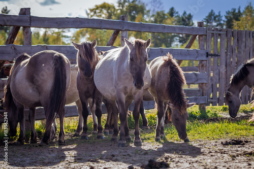 Horses from the herd of Polish conies are walking freely photo