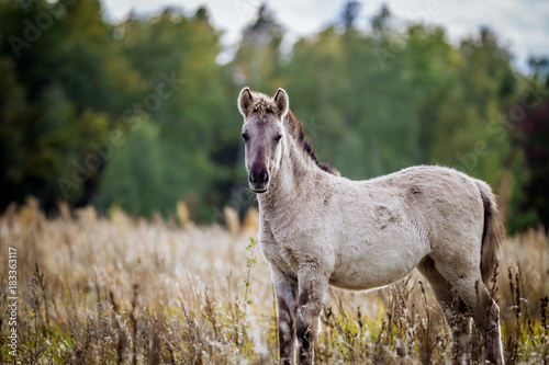 Foal of the Polish conic walks in freedom in autumn