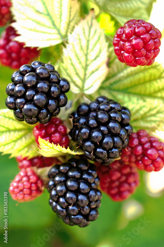Closeup of blackberries in the garden