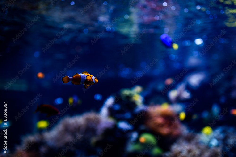 Fototapeta premium Fish at Aquarium