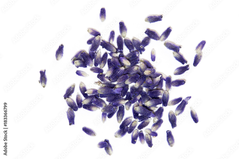 Naklejka premium Kwiaty lawendy na białym tle