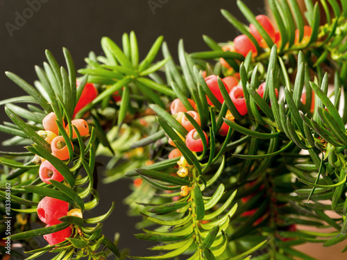 Czerwone dojrzałe owoce cisu pospolitego (Taxus baccata L.) photo