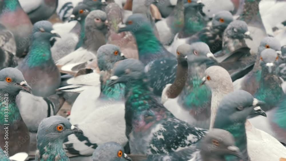 Thousands of different city pigeons who fly, flap the wings, peck. Many pigeons close up view Thousands of different city pigeons who fly, flap the wings, peck. Many pigeons close up view