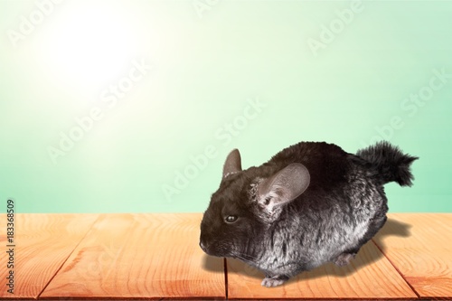 Chinchilla. photo